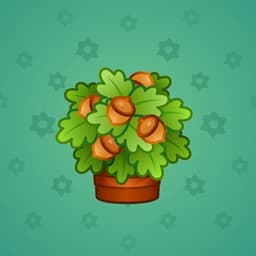 Oak Crown