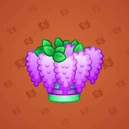 Purple Lilac