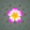 Plumeria