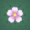 Aubrieta