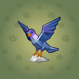 Pigeon
